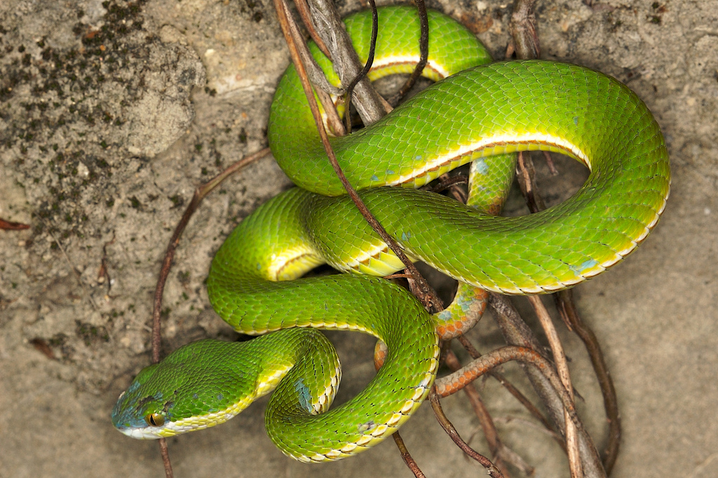 Ular Asli Indonesia: Ular Berbisa