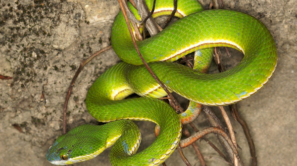 Mimpi Ular Masuk Rumah Arti dan Maknanya Menurut Primbon Jawa