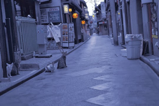 Cats of Kyoto