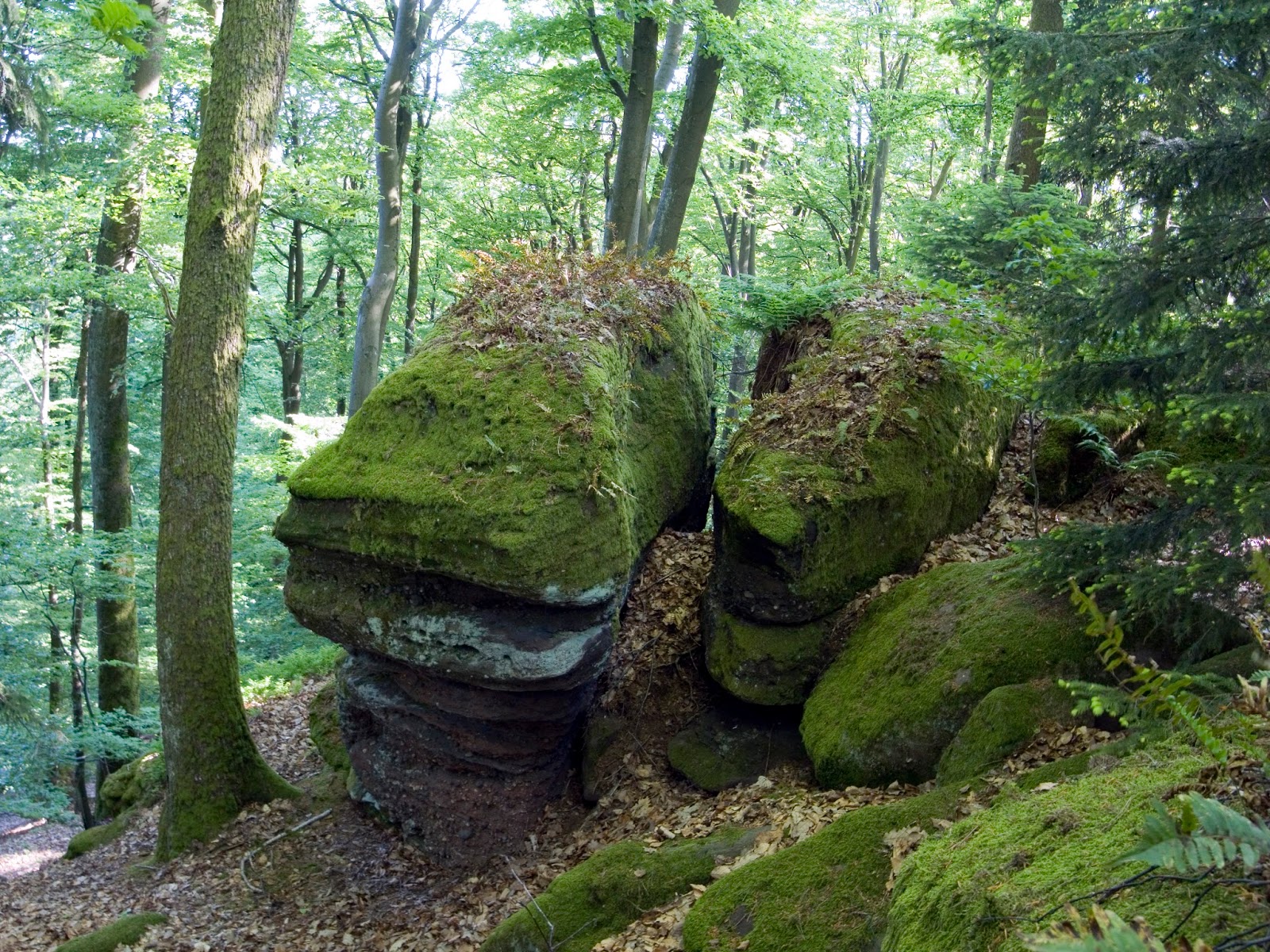 Volmunster Info: Sorties dans le Parc Naturel des Vosges ...