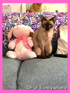 Tylan sits with 2018 Holiday PetSmart Bunny
