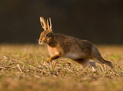 Hare - Animals Start With Letter H Hare - Animals Start With Letter H