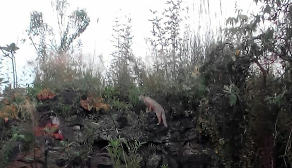 Zorra gris es vista por primera vez en 10 años en una reserva de la UNAM Zorra gris es vista por primera vez en 10 años en una reserva de la UNAM