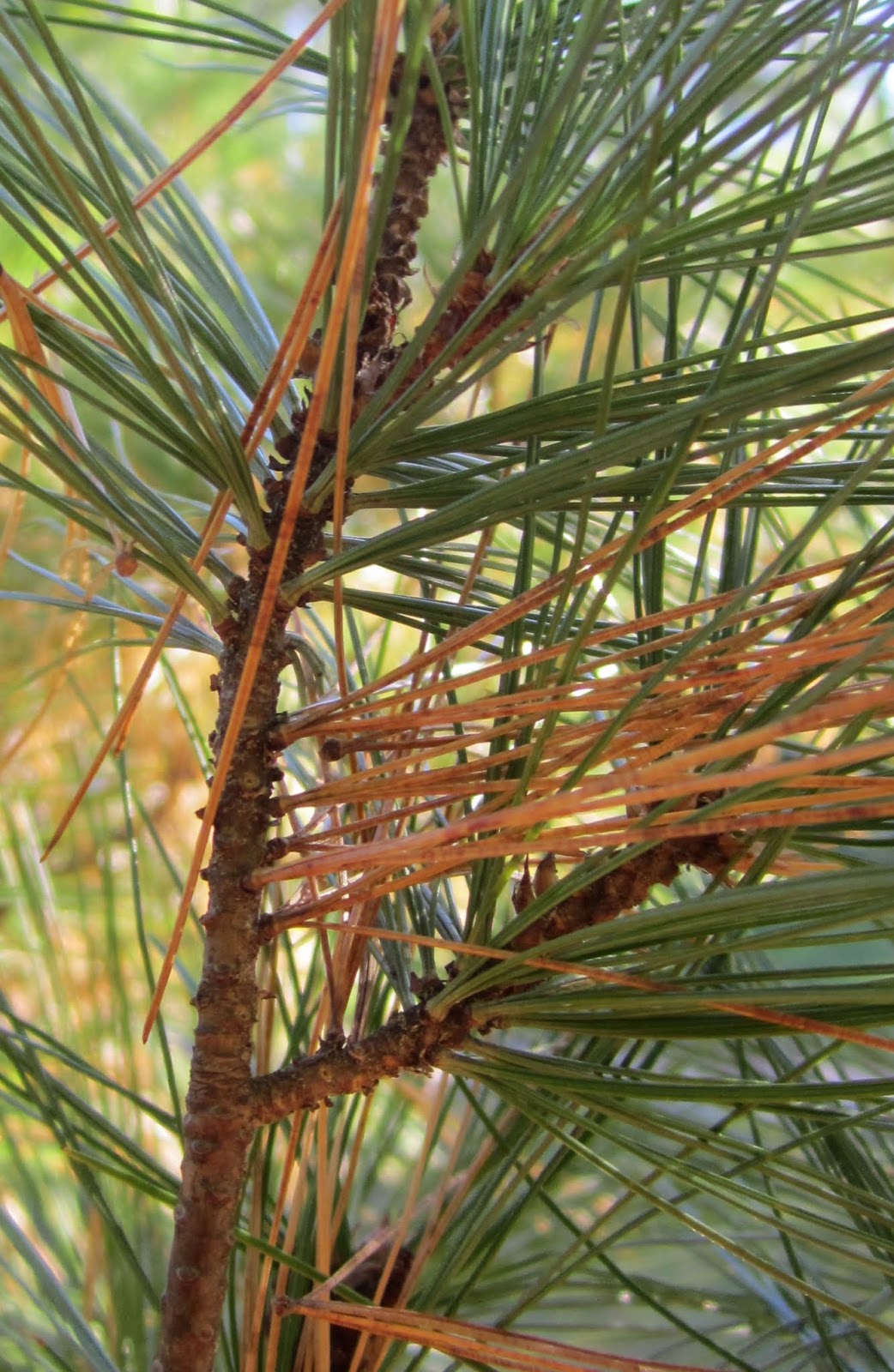 Princeton Nature Notes Evergreen Trees, Deciduous Needles