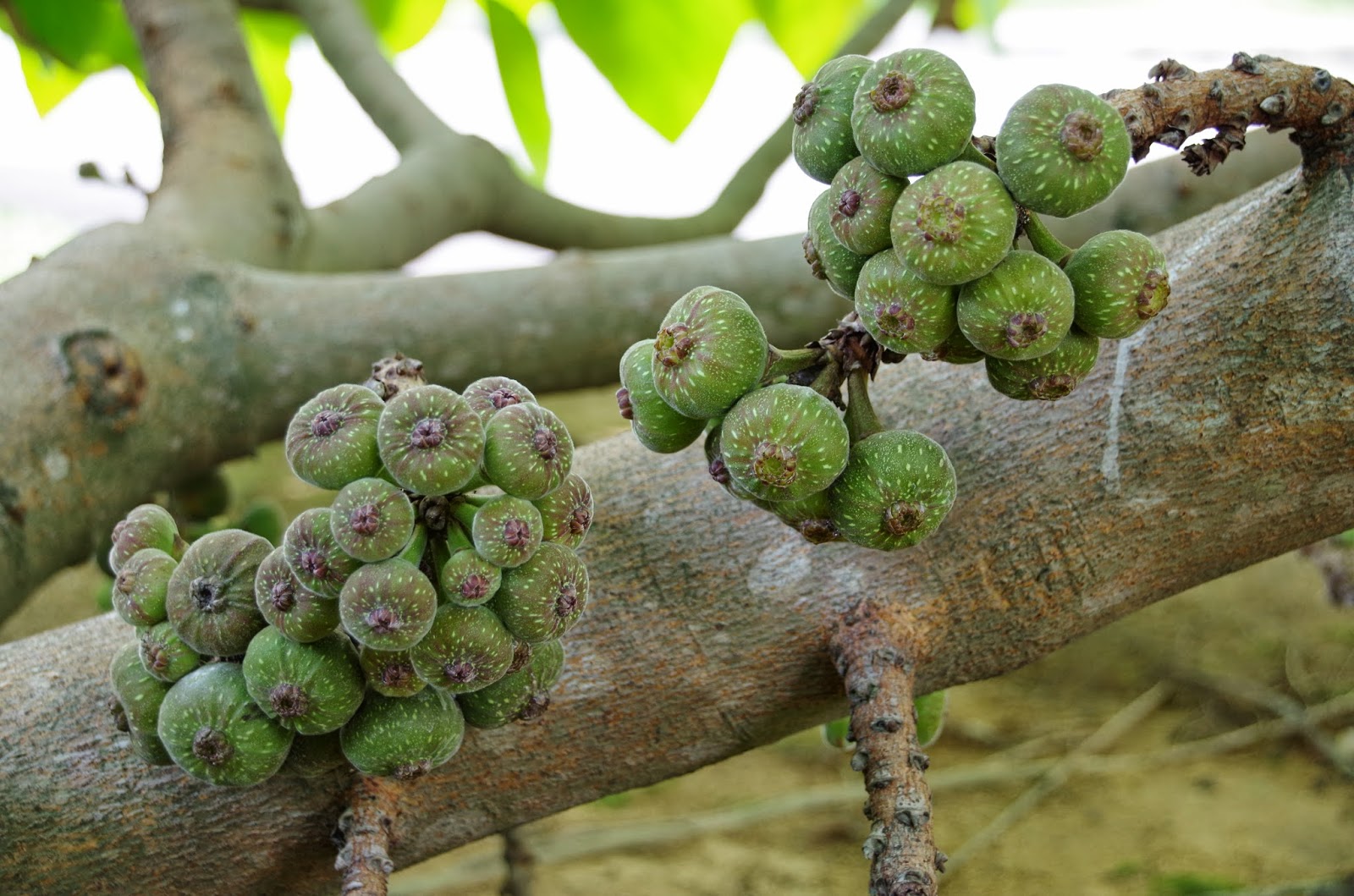 Trees and Plants: Broad leaf Fig, Elephant Ear Fig, Roxburgh Fig