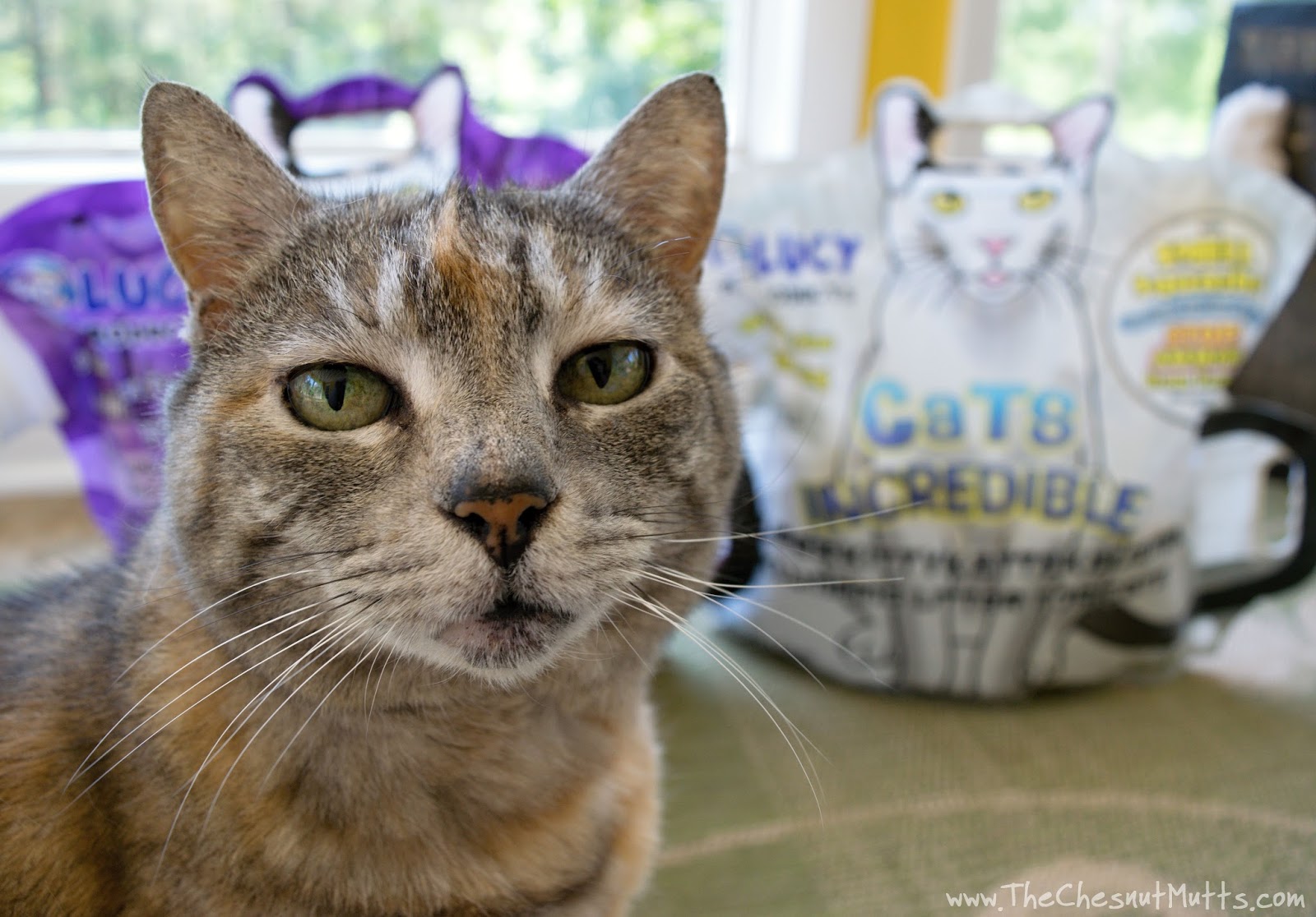 Review & Giveaway What makes Lucy Pet Products™ Cats Incredible™ Cat