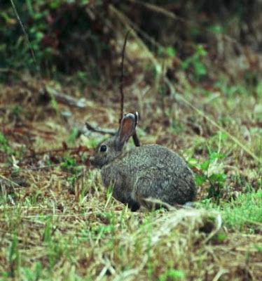 El mundo de los conejos.