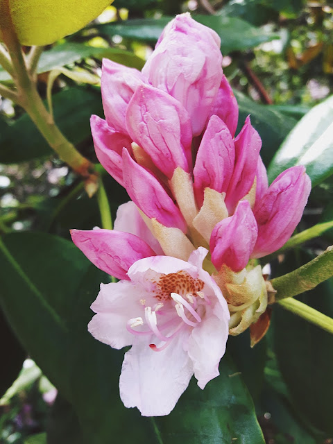 Haagan upea Alppiruusupuisto