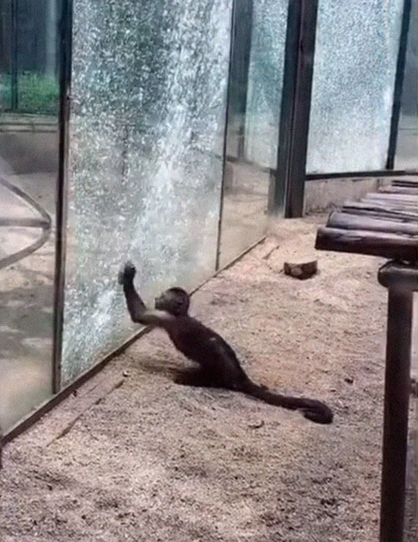 Monkey In Zoo Sharpened A Rock And Used It To Shatter Its Glass Enclosure