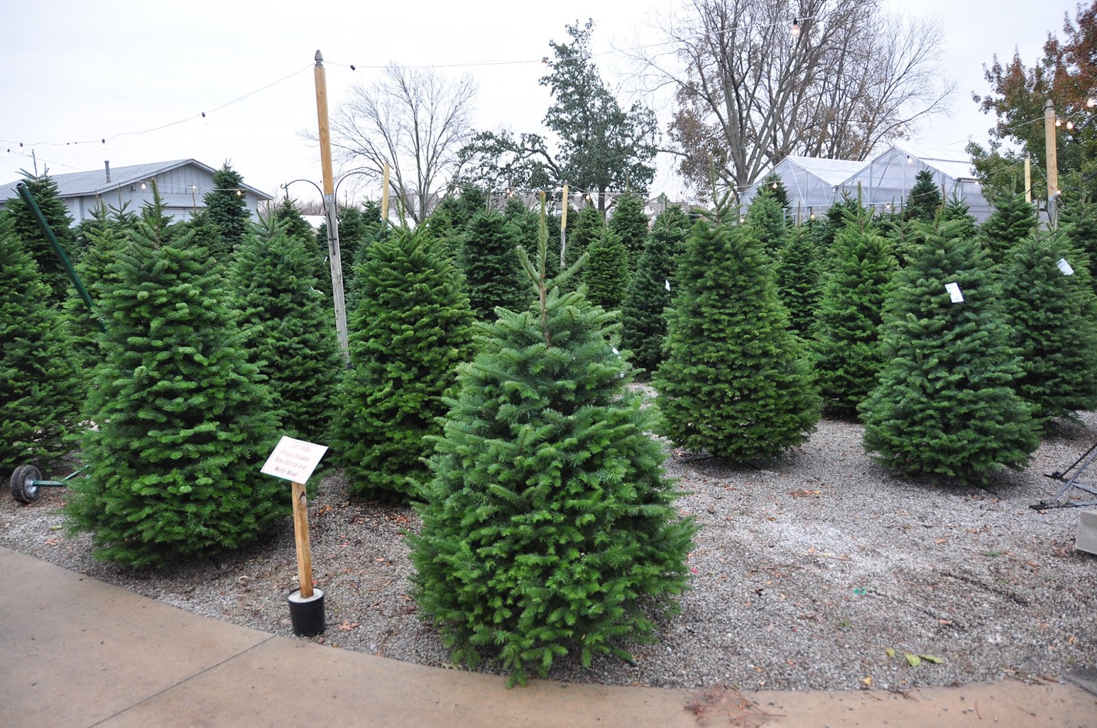 Ask A Master Gardener Selecting and Caring for Christmas Trees