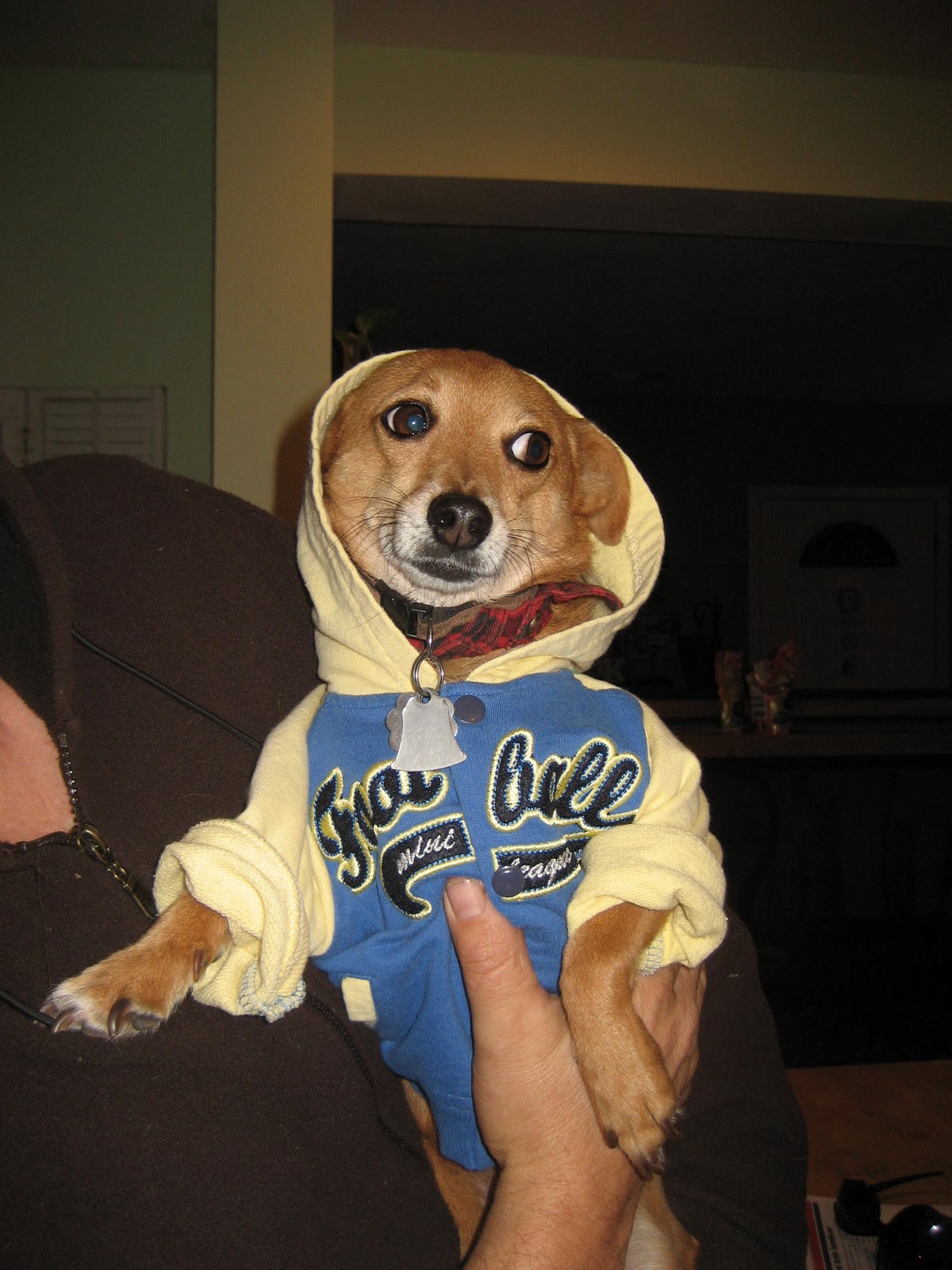 UpcycleThis DIY Pet Furniture and NoSew Dog Hoodies