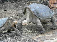 Lonesome George and a Petite Female Galapagos Tortoise