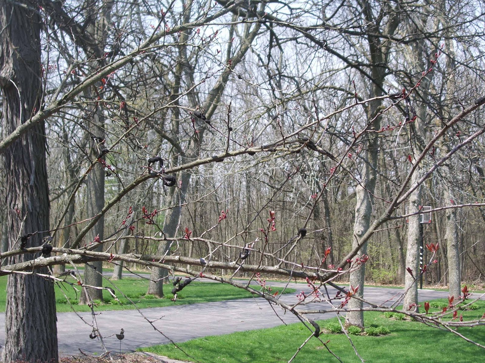 Here at C'Side Black Knot Disease