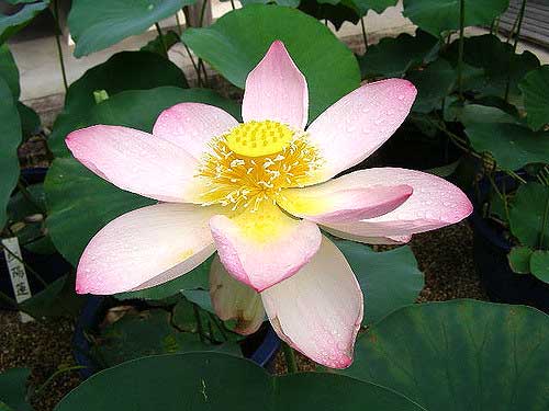 Water lily leaves and a lotus in Japan; Japanese flowers.