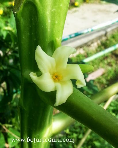 Carica papaya flower front view