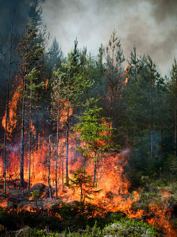 Ulala: Gambar Kebakaran Hutan Yang Sangat Mengagumkan