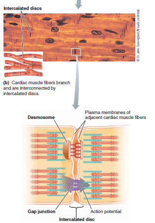Gambar Mekanisme Kerja Otot Jantung dan Sistem Konduksi Jantung