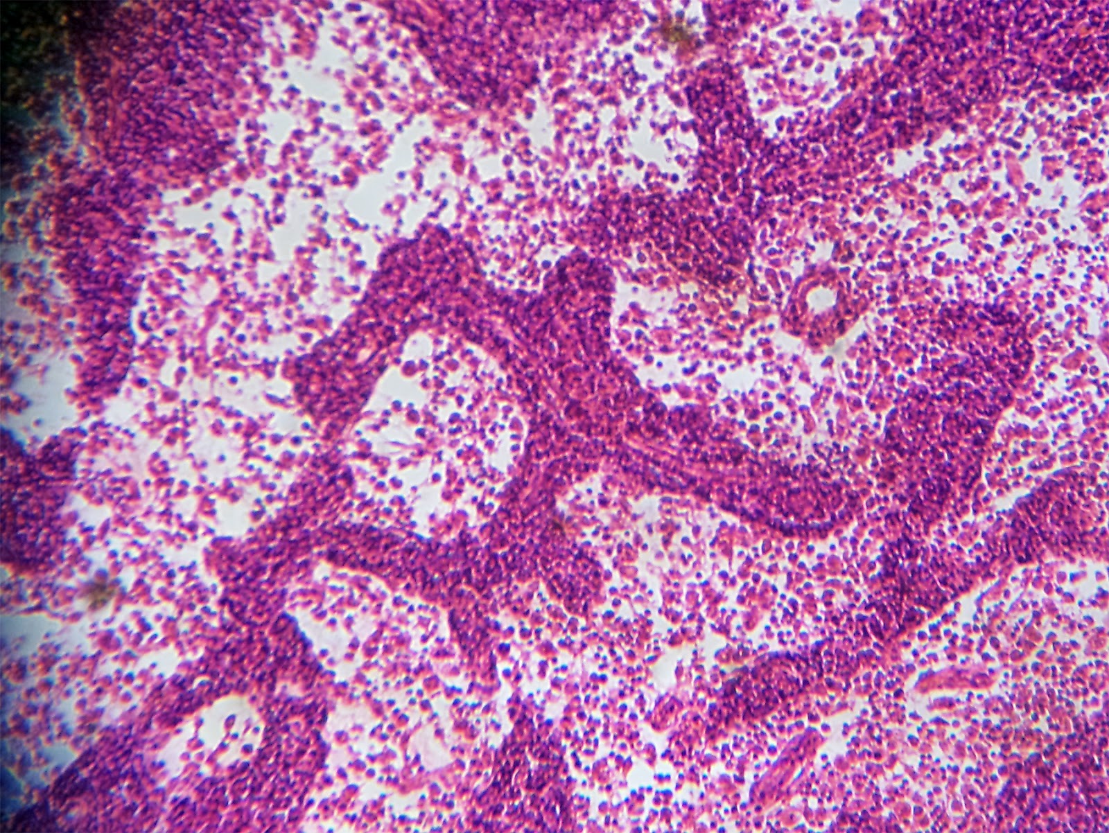 Természeti értékek lencsevégen: Állati szövetek