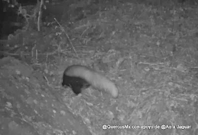 Zorrillo Listado en Cerro Viejo - (Mephitis macroura)