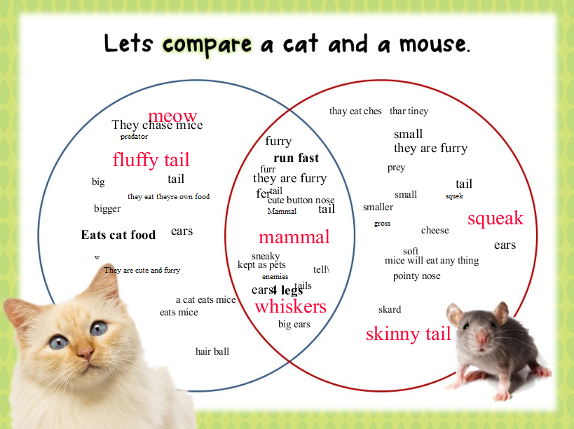 Bloggerific! Gators ♥ Numbers