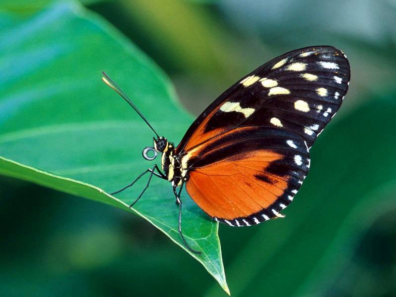 Real Small Butterfly Background Wallpapers  Butterfly Background Wallpapers