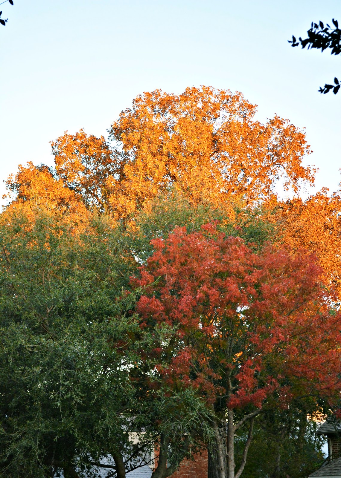 fall trees // grateful
