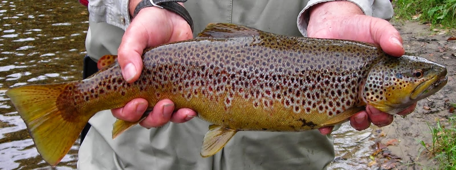 WILD VERMONT TROUT