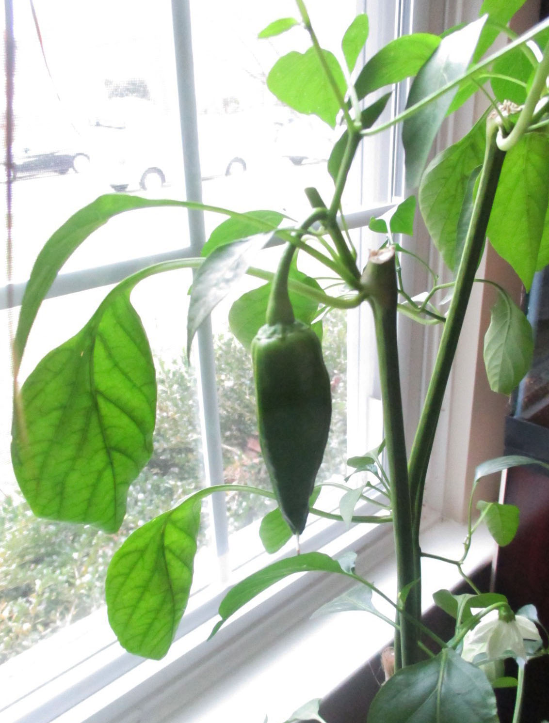 Green Jean indoor peppers