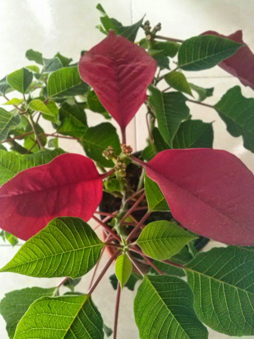 Flor de pascua (Euphorbia pulcherrima)