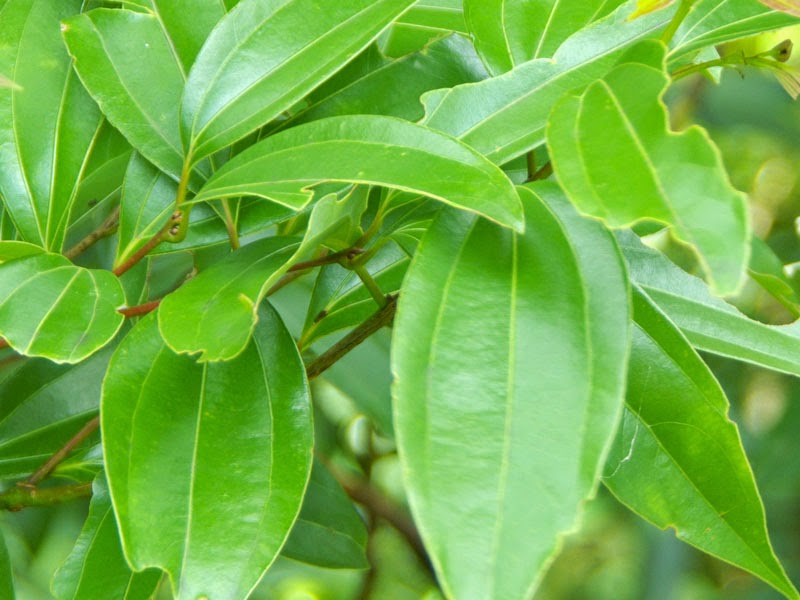 Ryukyu Life Cinnamon Tree Photos, Facts and History