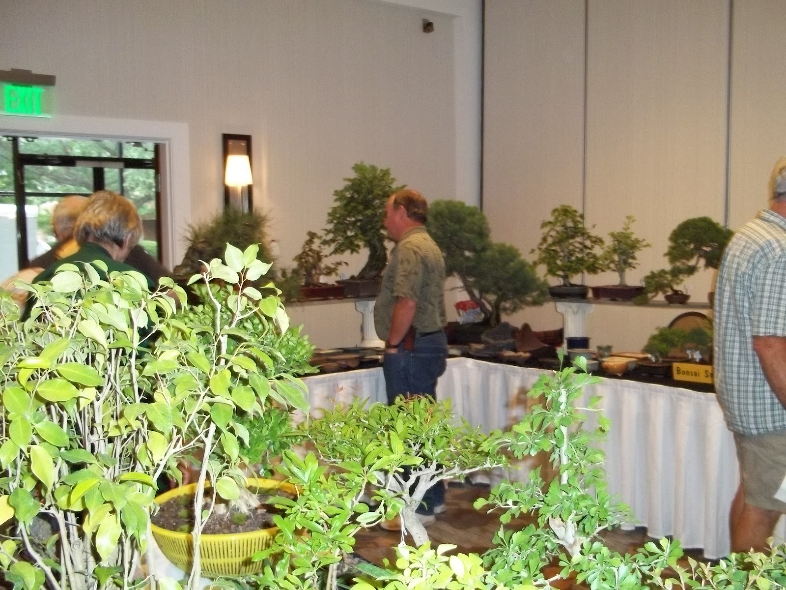 Bent Tree Bonsai Dallas State Bonsai Convention 2012