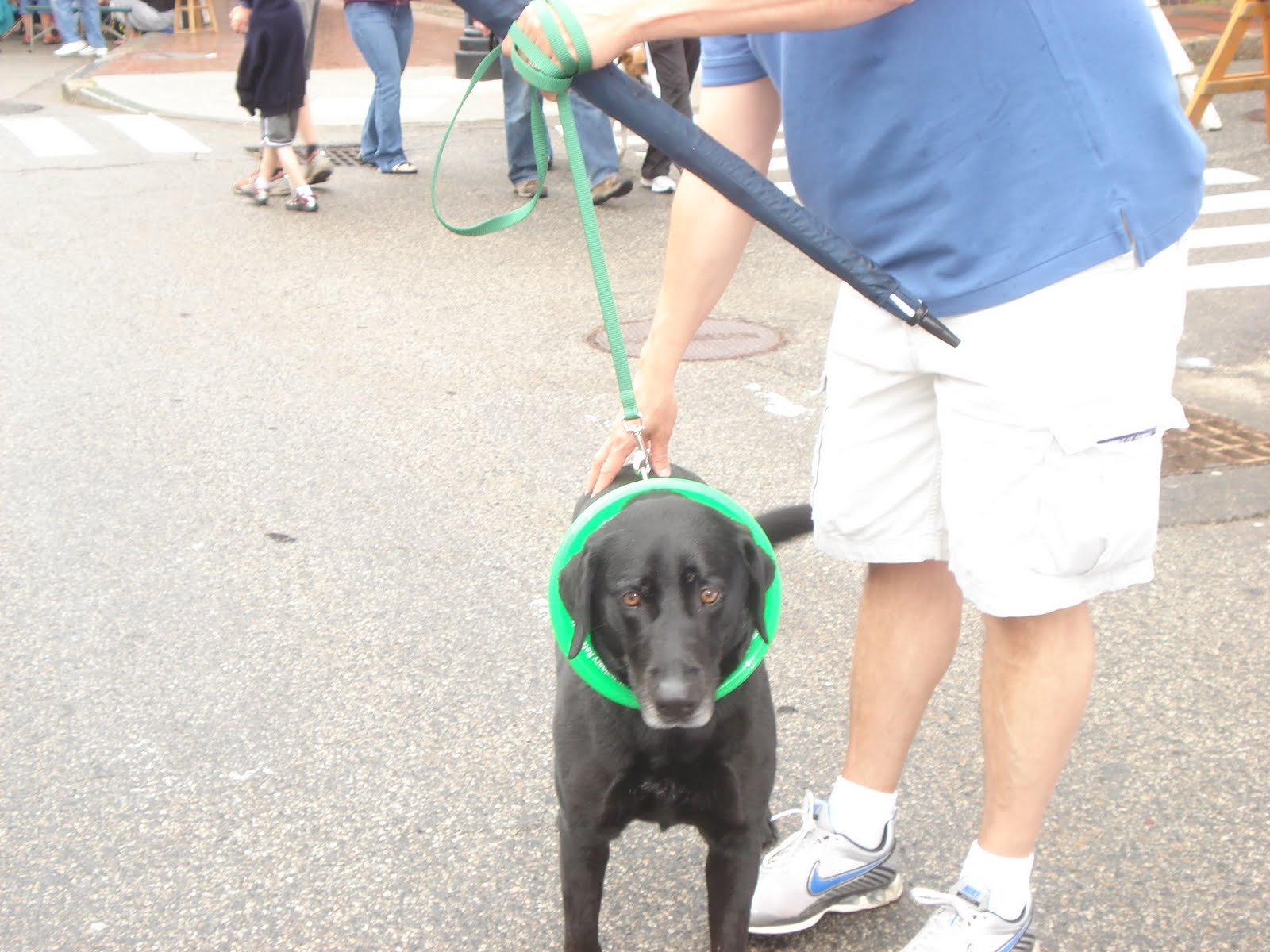 MAINE DOG TRAINER SERVICING DOG TRAINING NEEDS OF MAINE AND BEYOND