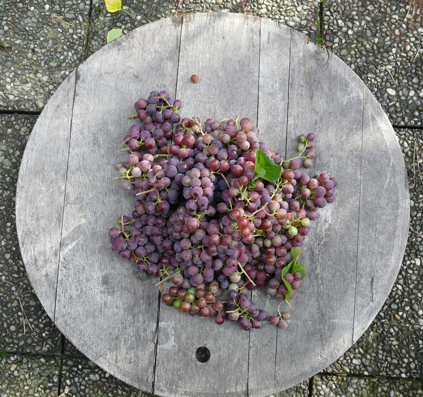 Die Küchenschabe: UHUDLERGELEE AUS ERDBEERTRAUBEN