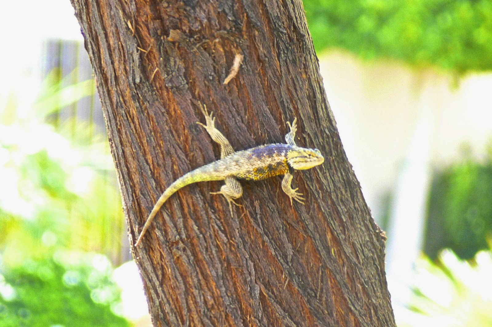 Scottsdale Daily Photo Photo Lizard on a tree