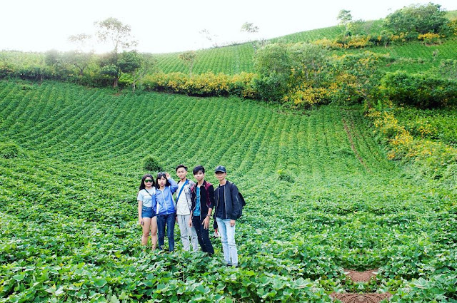 Chư Đăng Ya: Thiên đường sống ảo với hoa dã quỳ và đồi chè Chư Đăng Ya: Thiên đường sống ảo với hoa dã quỳ và đồi chè