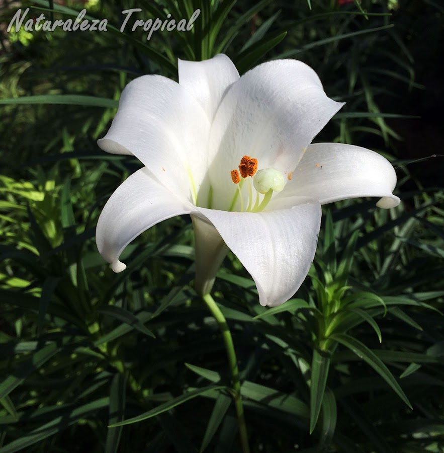 Flor típica del Lirio de Pascua, Lilium longiflorum