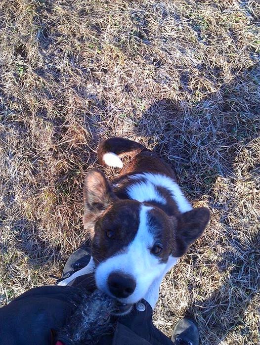 Englehaar hundeblogg Buddy min lille prins