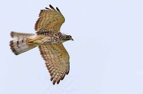 Butastur indicus, bird, Buzzard Eagle, flight