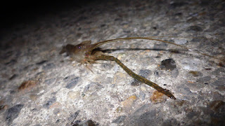 旧江戸川 テナガエビ 旧江戸川 テナガエビ