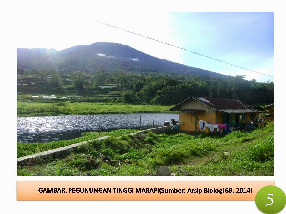 Ekologi Tumbuhan 116B Ekosistem Pegunungan Tinggi 