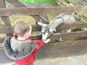 Goat at petting barn Whitehouse farm Morpeth Northumberland 
