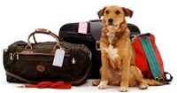 Animal Transport-Animal Delivery: Alliviate Your Pets Stress During Pet
