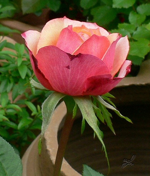 Gedankenreise Juni 2016