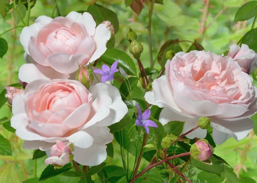 Wildeve rose сорт розы фото купить кусты  