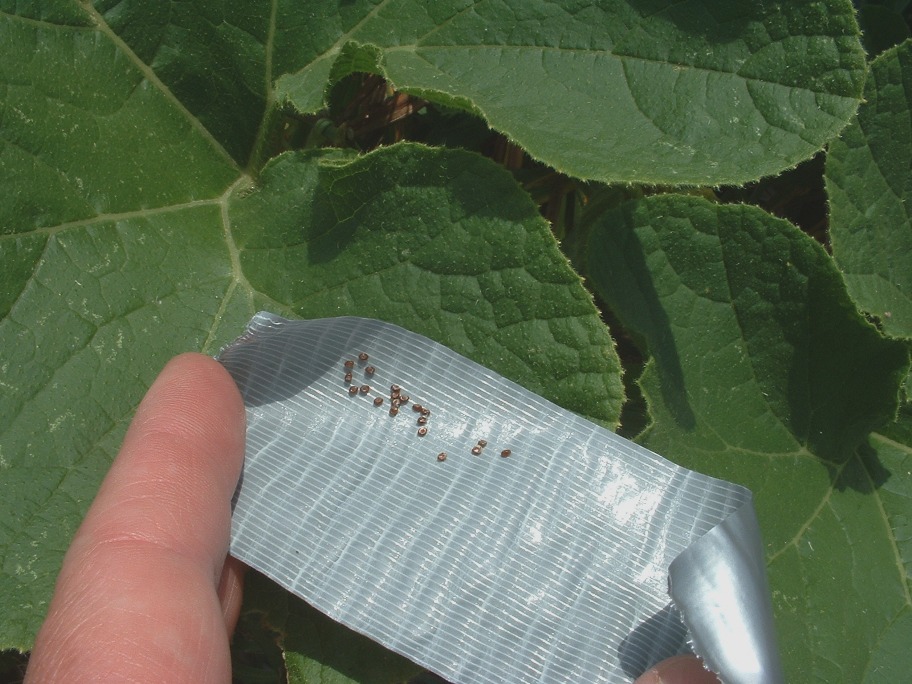 MidAtlantic Plant Research Center Duct Tape Squash Bug Egg Removal