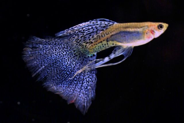 Ebook cara budidaya ikan guppy