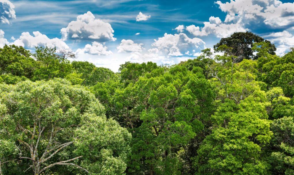 73 Million Trees Will Be Planted In The Most Extensive Reforestation Project 73 Million Trees Will Be Planted In The Most Extensive Reforestation Project