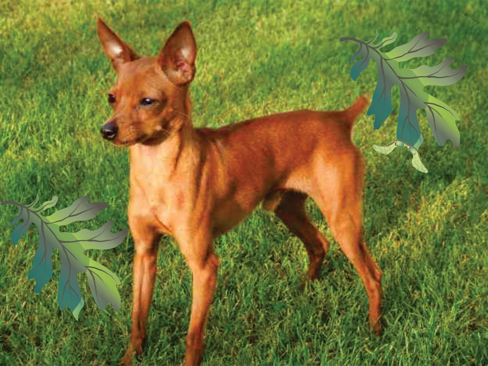 Tamanhos de pinscher, veja