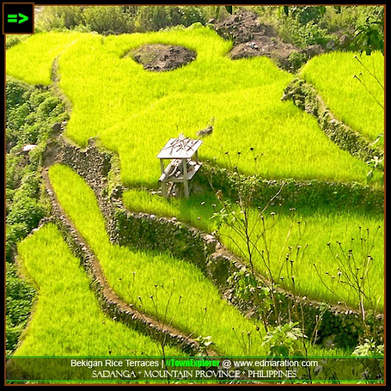 Bekigan Rice Terraces in Sadanga