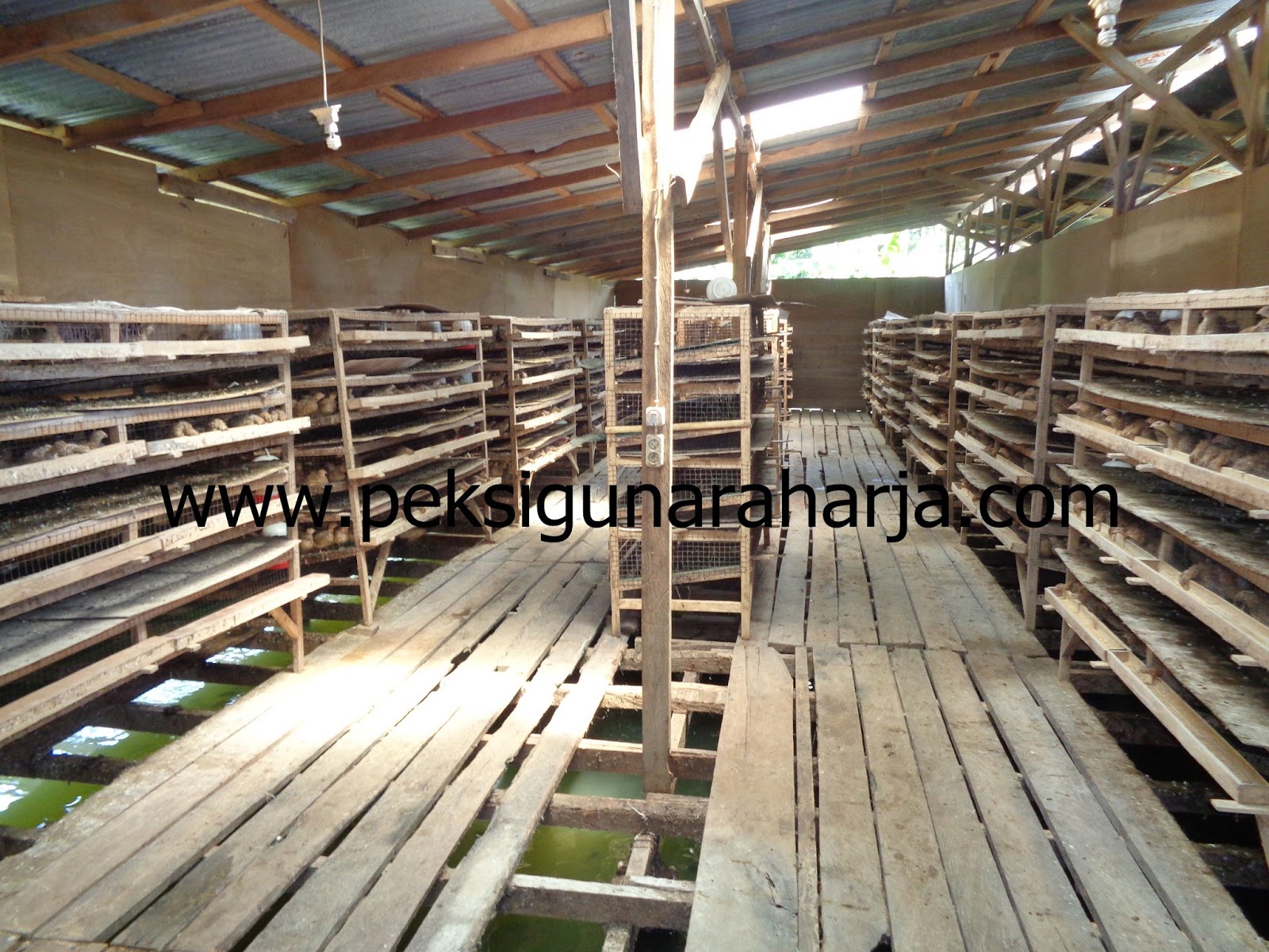 Cara Menjaga Produktifitas Burung Puyuh